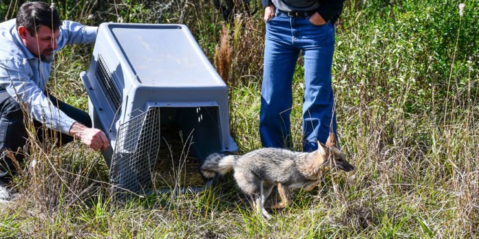 Día del Animal: se liberaron 57 ejemplares de fauna silvestre
