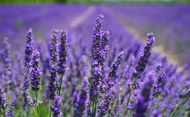 Lavanda