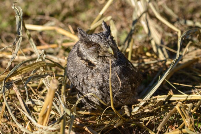 Una lechuza, un alicucu y un zorro regresaron a la naturaleza