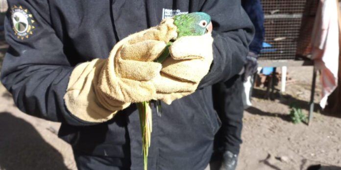 Allanan tres domicilios de Traslasierra y recuperan aves del cautiverio