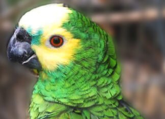 Córdoba y Santa Fe trabajan juntas en la reintroducción de loros habladores