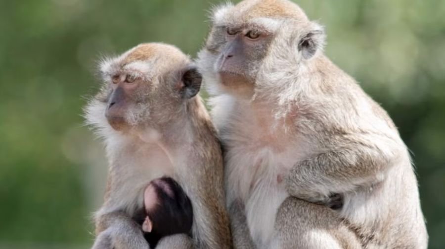 Cuarenta y tres monos escapan del laboratorio Alpha Génesis 