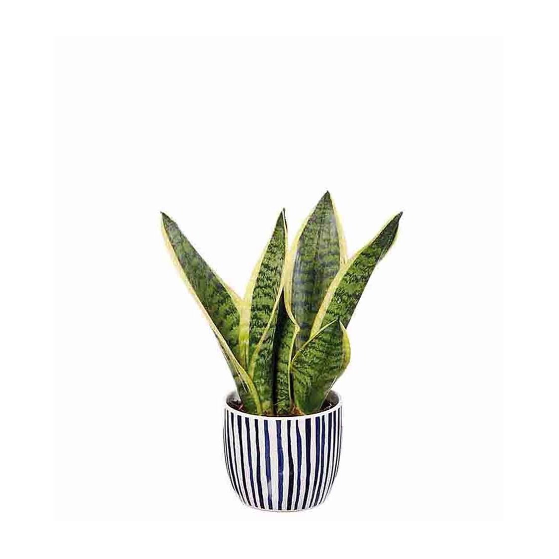 Planta verde