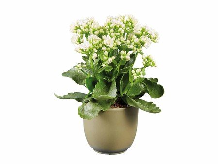 Kalanchoe Zoom