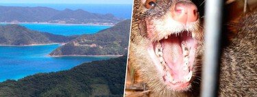 Japón envió a la criatura equivocada para erradicar las serpientes de una isla. El desastre fue tan grande que han tardado medio siglo en solucionarlo 