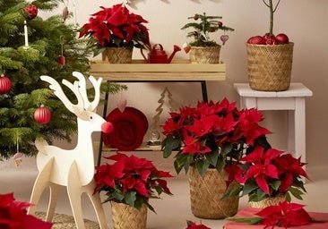 Cómo cuidar la Flor de Pascua: los trucos de experto de Ignacio Guió para que tu Poinsettia esté preciosa todo el año