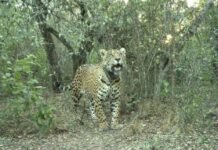 Valoran en más de $2.600 millones la pérdida de la yaguareté Acaí, presuntamente asesinada en El Impenetrable