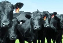 Indignación por el impuesto al gas metano emitido por los bovinos: “Afecta a todos, es más carga impositiva”