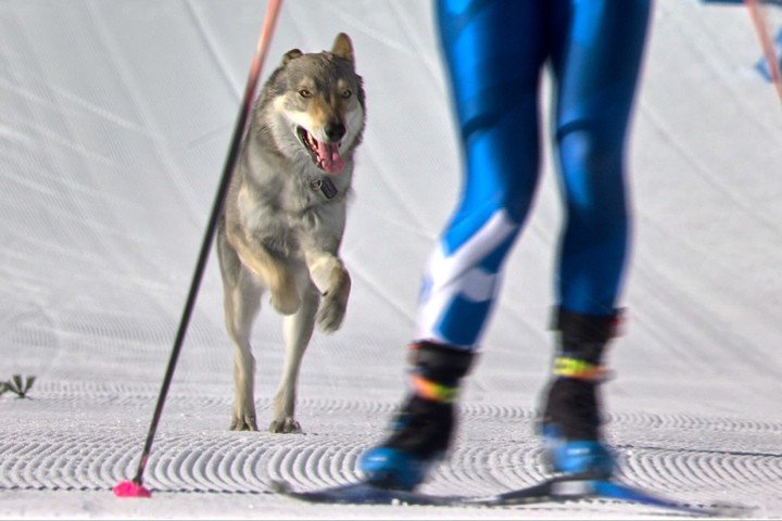 El perro lobo corriendo hacia la meta. (AP)