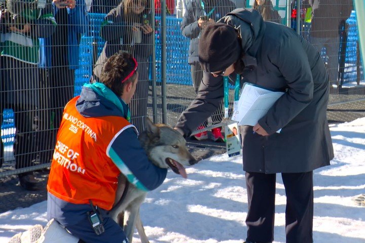 El servicio de la organización capturó y acarició al animal. (AP)