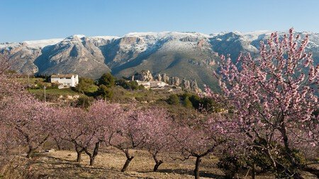 Almendros En Flor Espana Donde Verlos Primavera Planes Naturaleza Escapadas