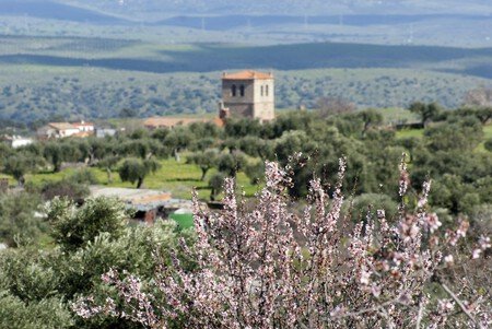 Almendros En Flor Espana Donde Verlos Primavera Planes Naturaleza Escapadas