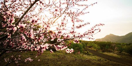 Almendros En Flor Espana Donde Verlos Primavera Planes Naturaleza Escapadas