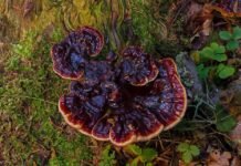 Para qué la investigación micológica en Argentina