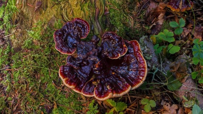 Para qué la investigación micológica en Argentina