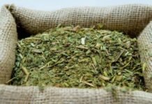 Productor sobre la crisis yerbatera: «Esto es un proyecto de muerte y lo encara el presidente de la república»