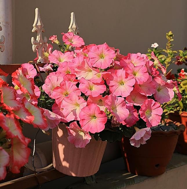 Petunias rosas en maceta.