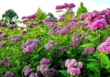 Spirea, la flor de moda del verano: no necesita riego y crece sola