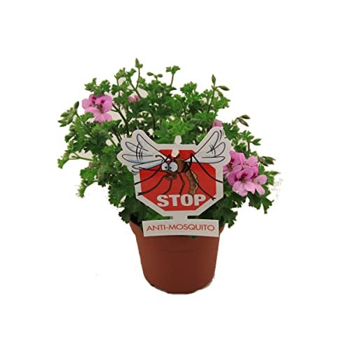 Pelargonium Lemon Geranio Antimosquitos Limón Geranio Stop Mosquitos con Aroma a Citronela