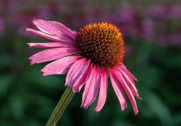 Parece una margarita, pero no lo es: esta es la flor favorita de los paisajistas en verano