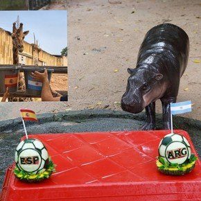 Una jirafa y un hipopótamo se pusieron las botas del recordado Pulpo Paul: ¿cómo ven la final entre Argentina y España?