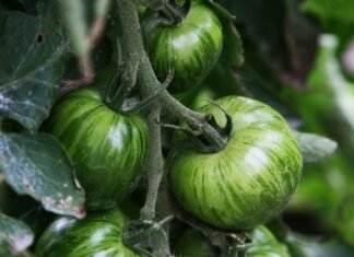 José Andrés, chef: “En España usamos tomates pera, pero merece la pena experimentar, prueba en el gazpacho un amarillo o un Green Zebra”