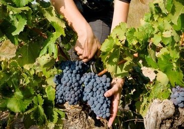 Cinco planes para disfrutar de la vendimia: el dionisíaco momento de recoger la uva, probar el mosto y degustar el vino